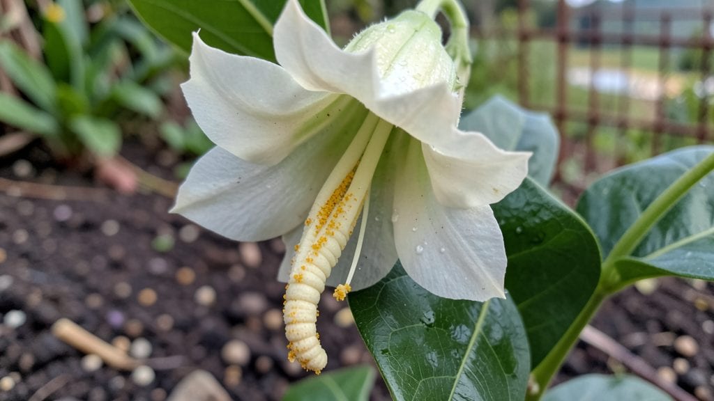 Worm Bush Plant: Humane Removal Without Harming Soil or Pollinators